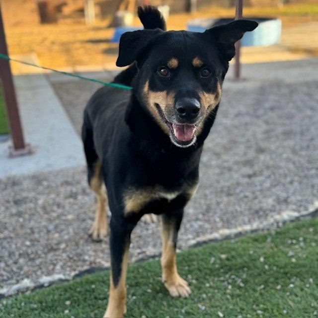 Enlarge Rosco (SQ 25-051), a Adoptable mixed breed in Bullhead City, AZ image 4/6