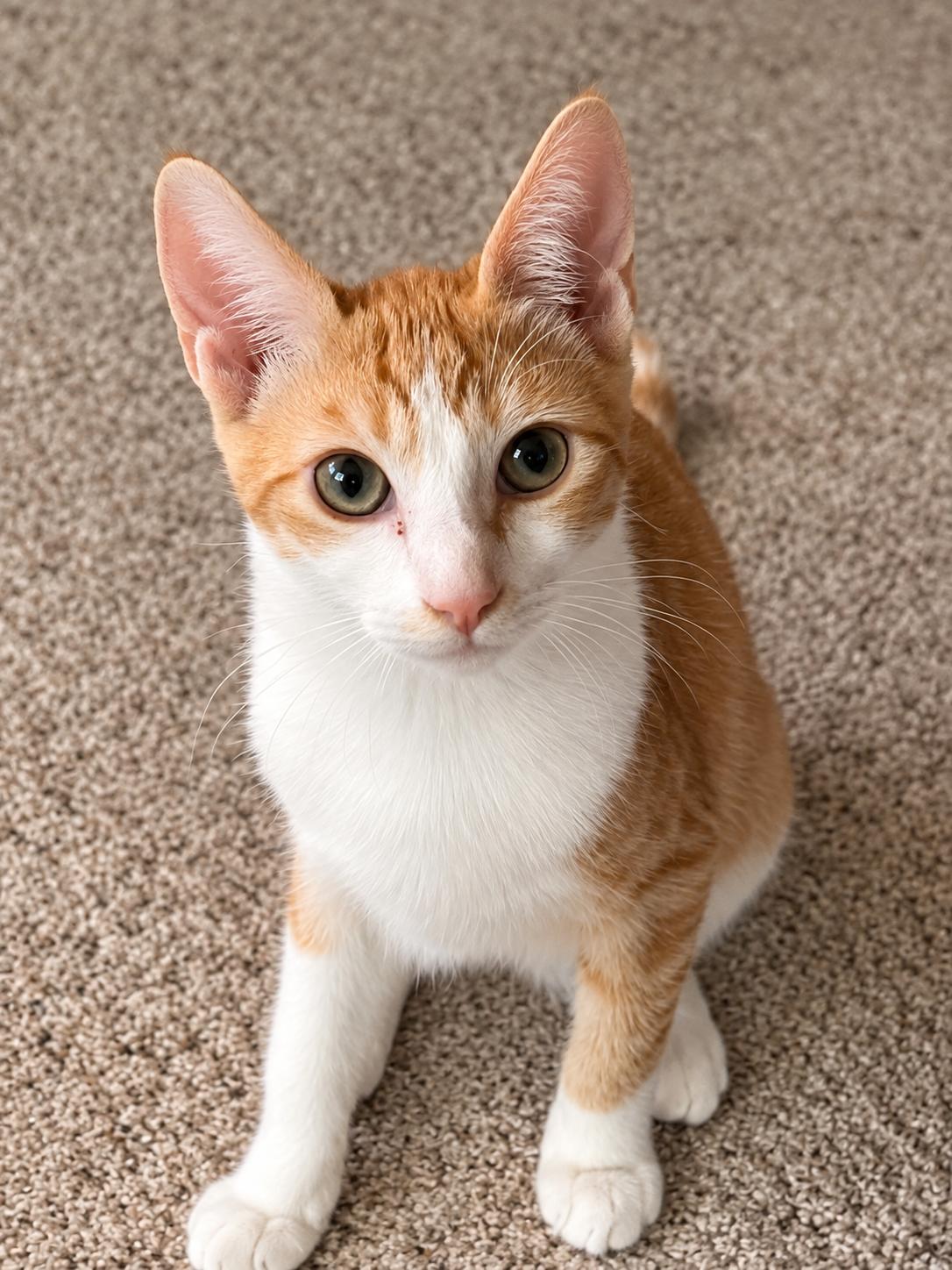 Tangerine, Adoptable, Kitten Female Domestic Short Hair.