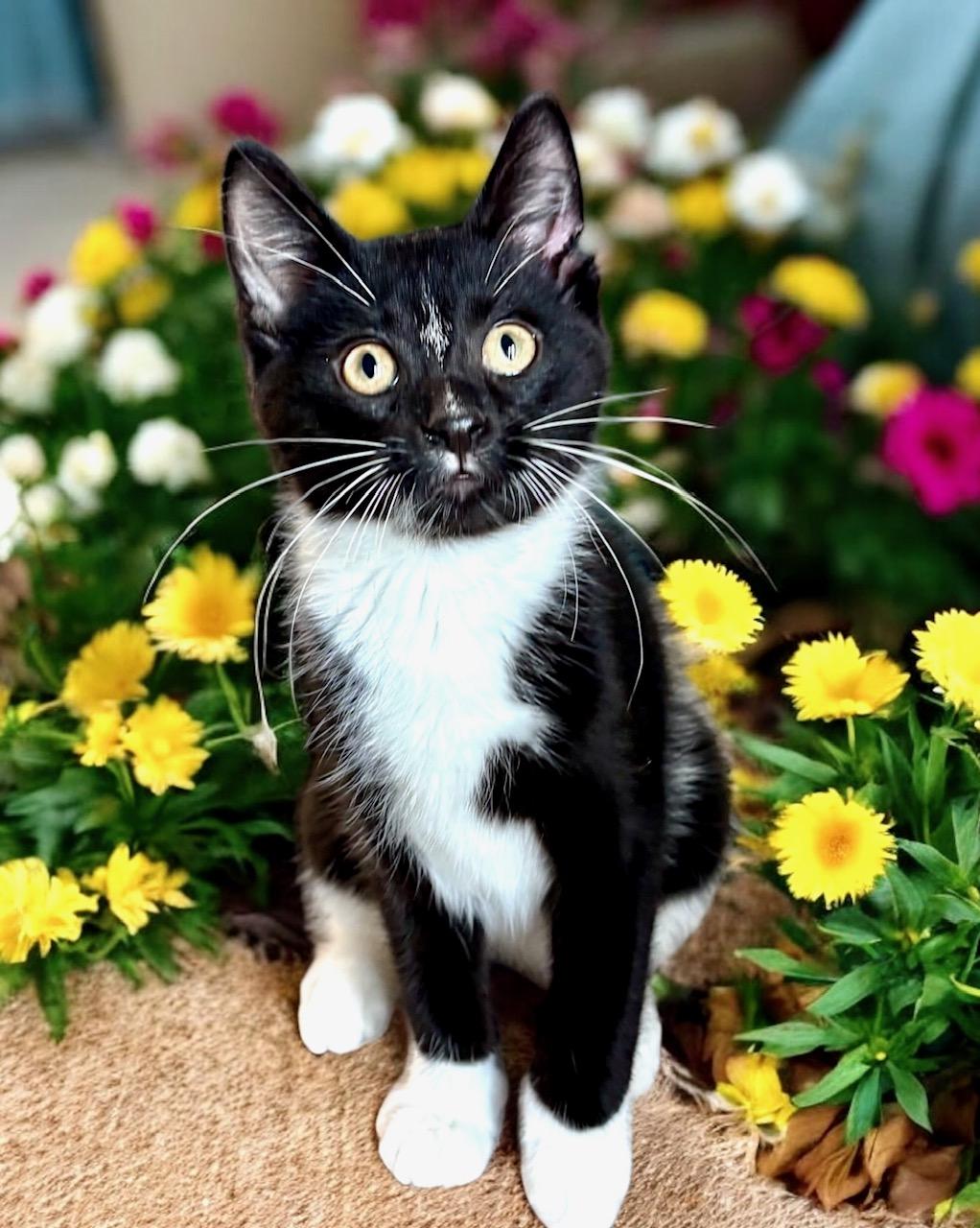 Mr. Macguybird - KITTEN
