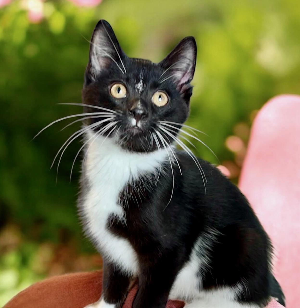 Mr. Macguybird - KITTEN