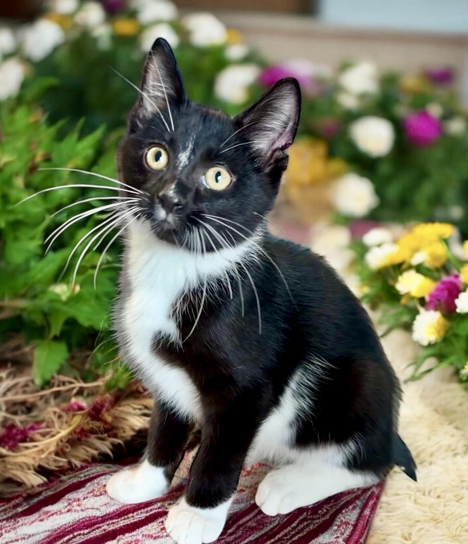 Mr. Macguybird - KITTEN