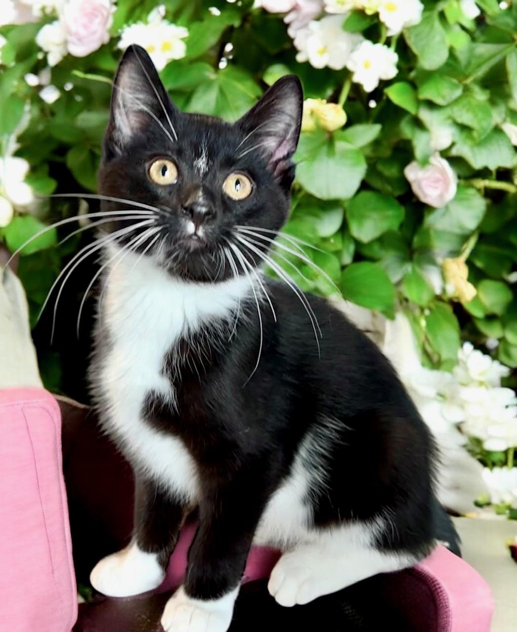 Mr. Macguybird - KITTEN
