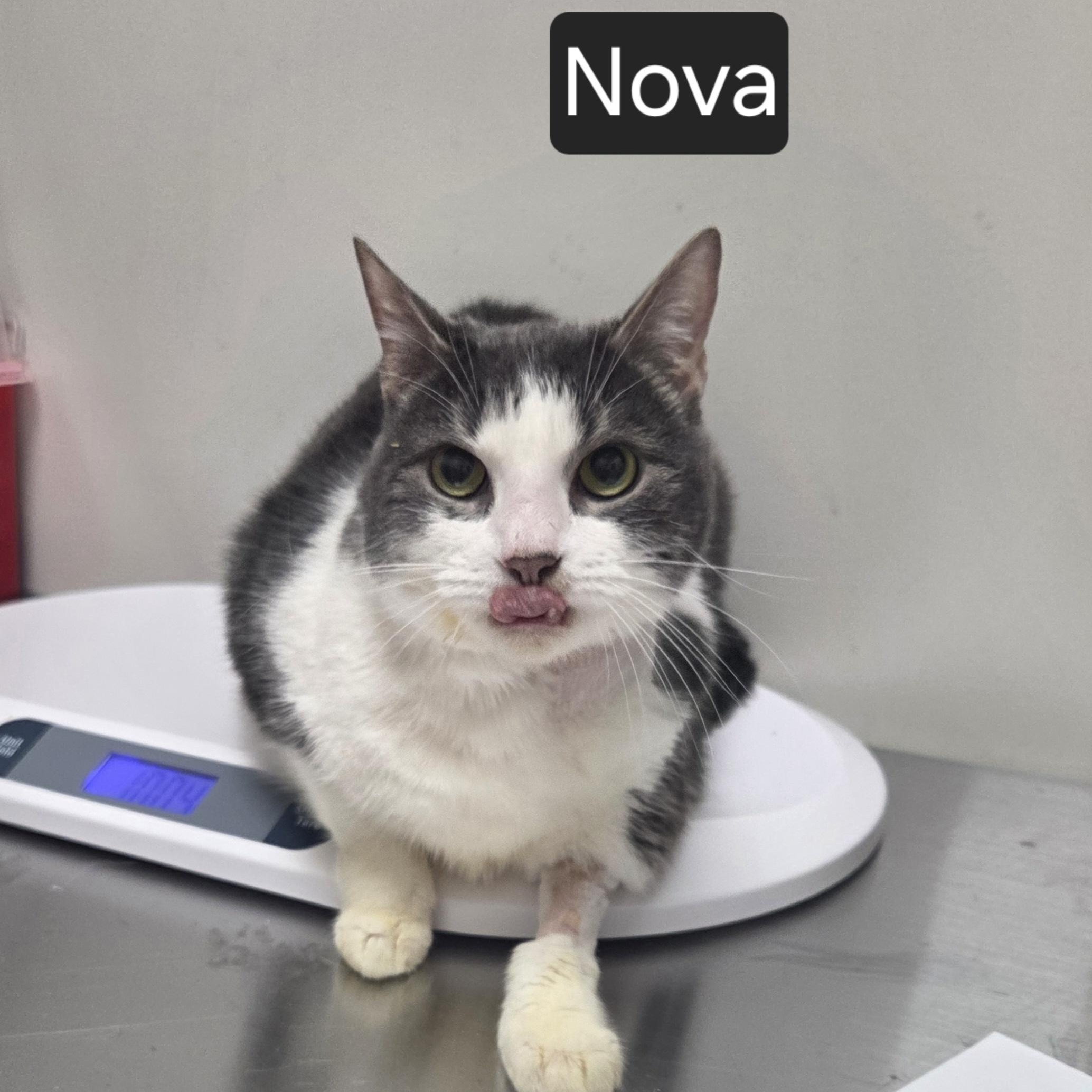 Enlarge Nova, a ADOPTABLE Domestic Short Hair in SNOW HILL, NC image 2/2