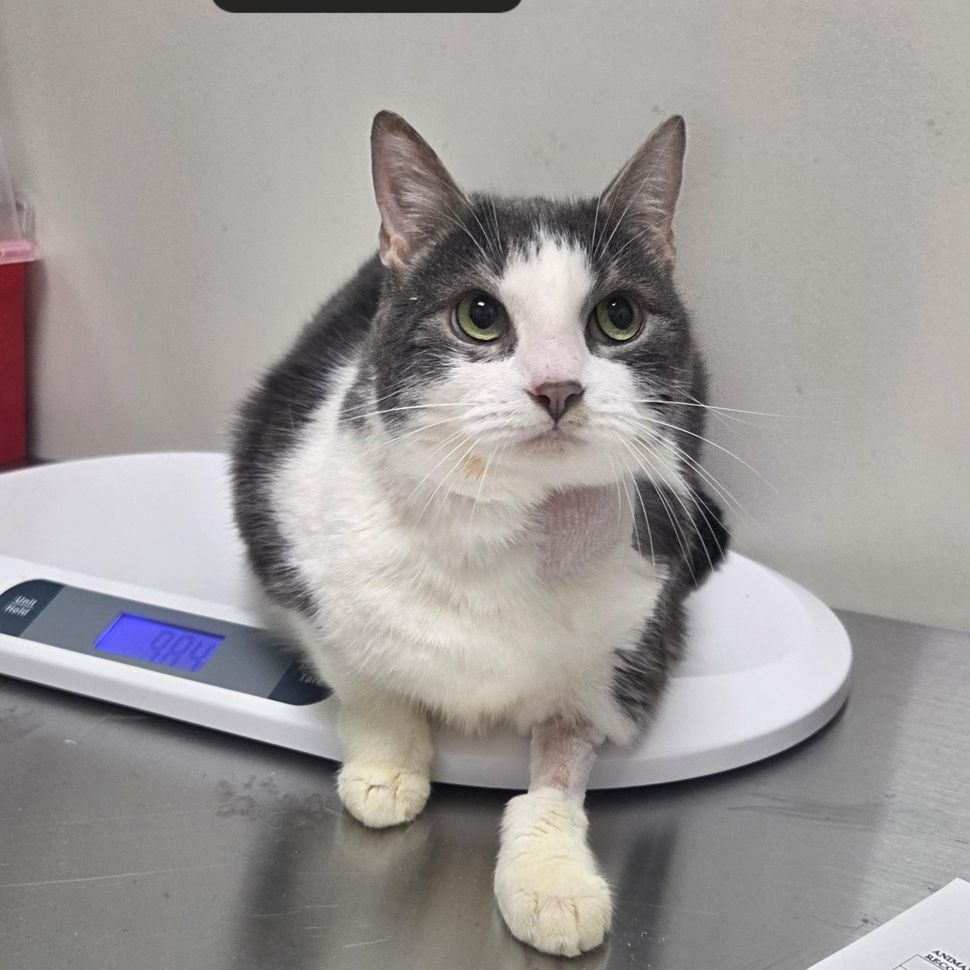 Nova, ADOPTABLE, Adult Female Domestic Short Hair.