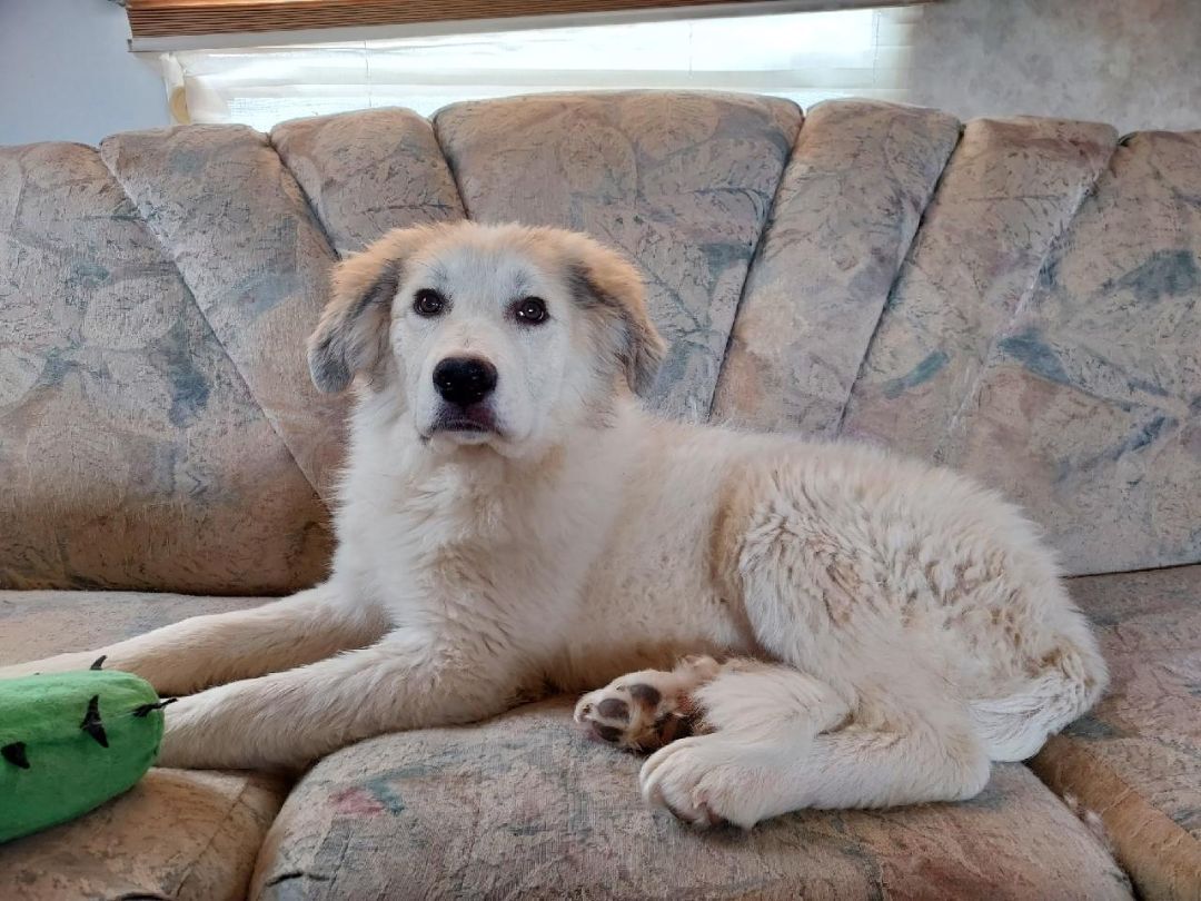 Enlarge Spunky Brewster, a Adoptable Great Pyrenees in GUERNSEY, WY image 1/6