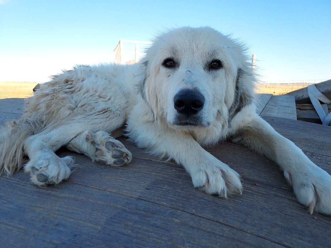 Enlarge Spunky Brewster, a Adoptable Great Pyrenees in GUERNSEY, WY image 2/6