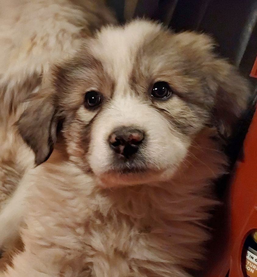 Enlarge Spunky Brewster, a Adoptable Great Pyrenees in GUERNSEY, WY image 3/6