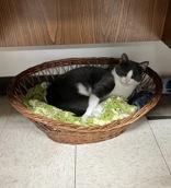 Enlarge Denny, a ADOPTABLE Domestic Short Hair in Lock Haven, PA image 1/1