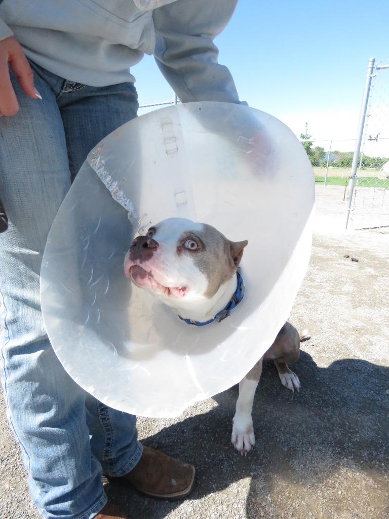 Rollo, Adoptable, Adult Male Terrier.
