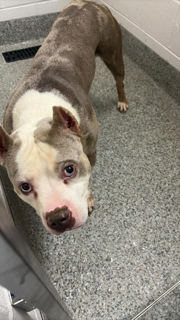 Rollo, a Adoptable Terrier in Van Wert, OH image 2/2