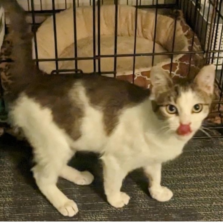 Enlarge Cinder, a Adoptable mixed breed in Philadelphia, PA image 2/4