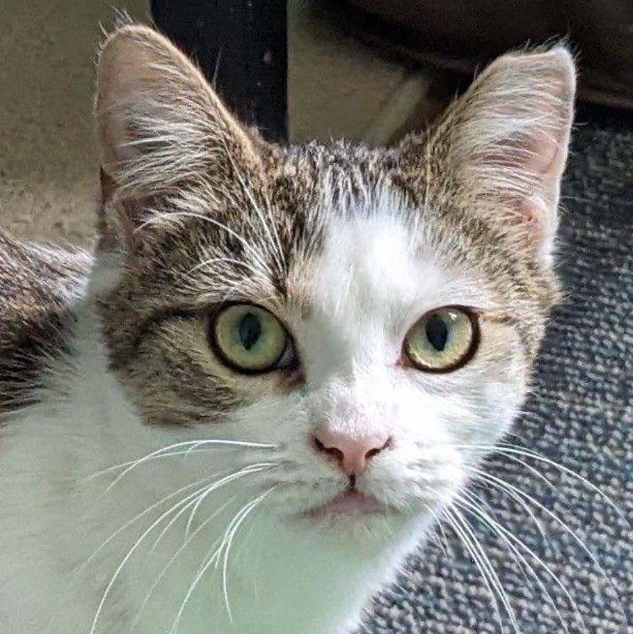 Cinder, Adoptable, Young Female American Shorthair & Tabby.