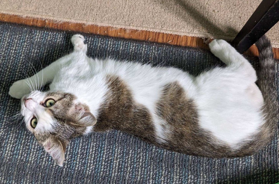 Enlarge Cinder, a Adoptable mixed breed in Philadelphia, PA image 4/4