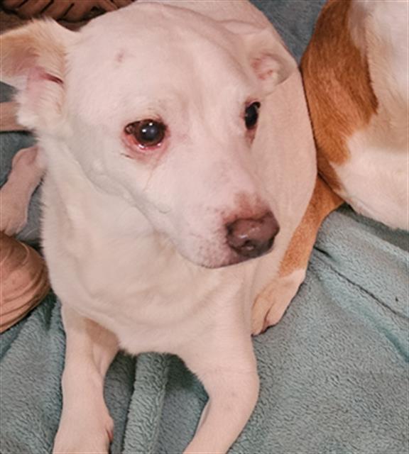 Enlarge ARTHUR*, a Adoptable mixed breed in Tucson, AZ image 1/1