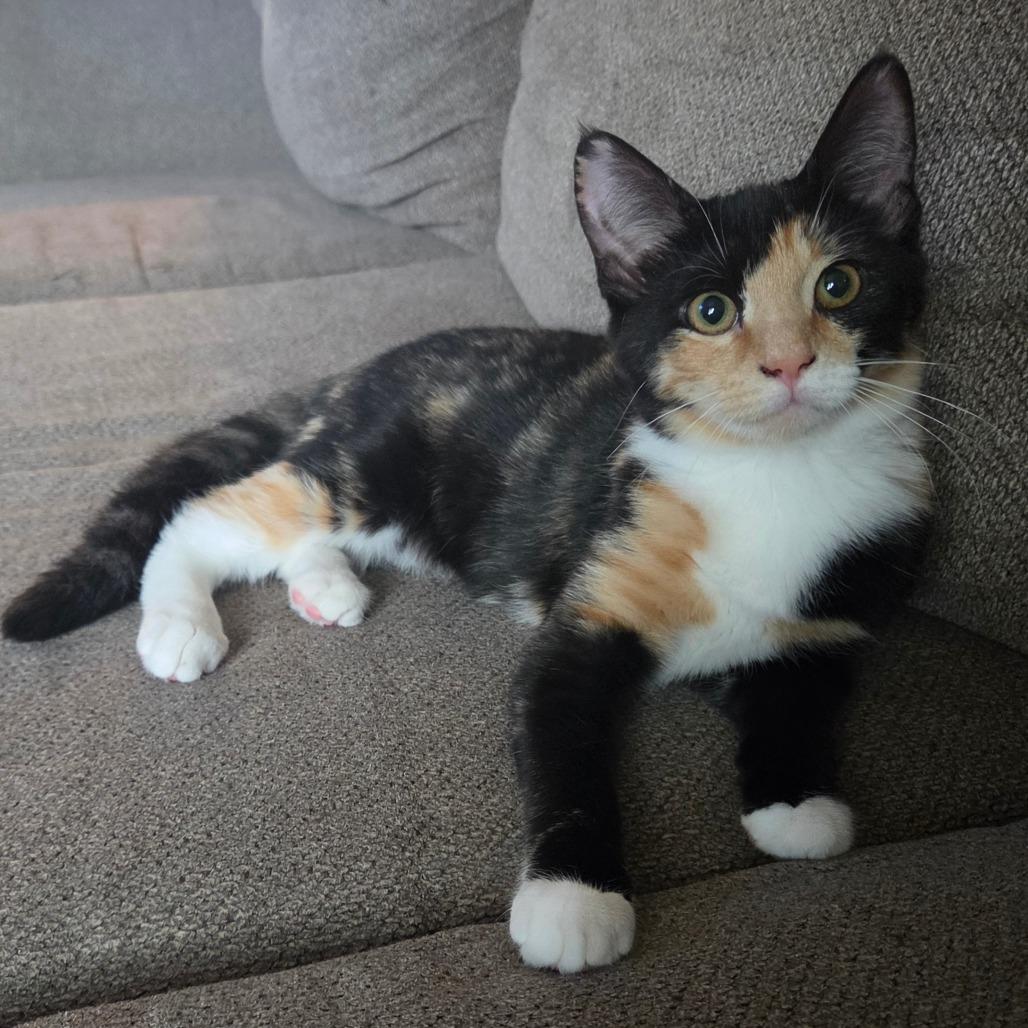 Pippi "pip", Adoptable, Kitten Female Domestic Short Hair.