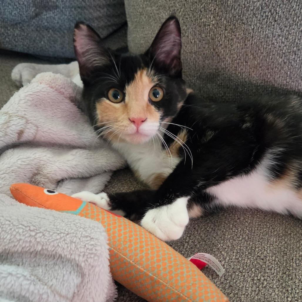 Enlarge Pippi "pip", a Adoptable Domestic Short Hair in Ephrata, PA image 2/4