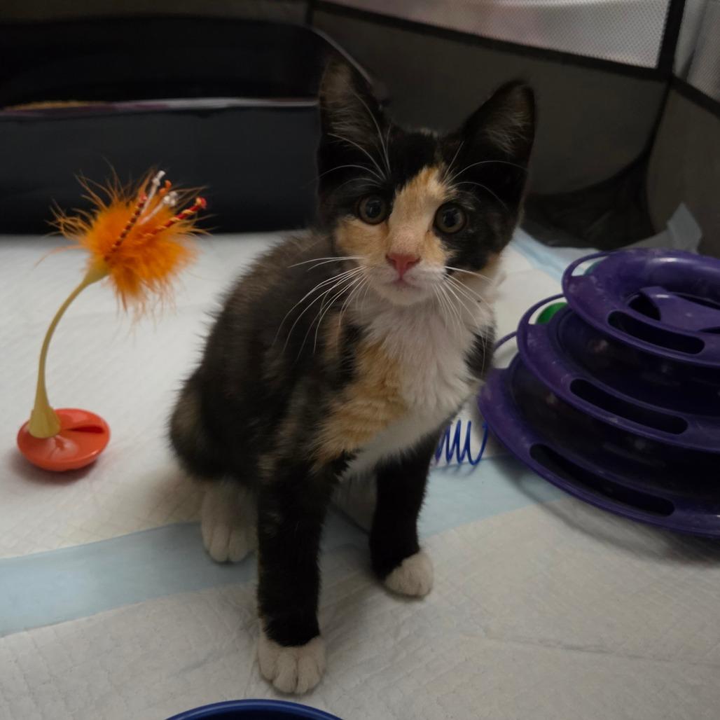 Enlarge Pippi "pip", a Adoptable Domestic Short Hair in Ephrata, PA image 3/4