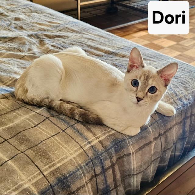 Dori