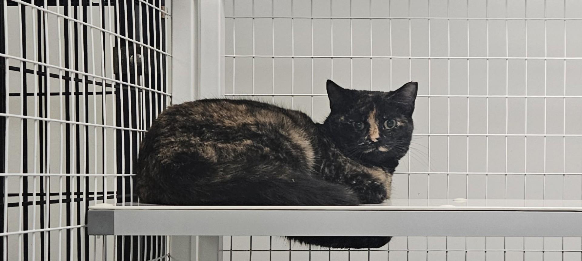 Tora, adopted, Young Female Tortoiseshell.