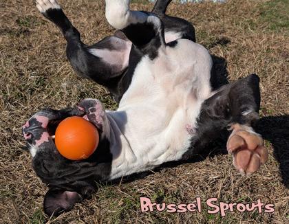 Brussel Sprouts (in foster), Adoptable, Adult Male Pit Bull Terrier & Mixed Breed.