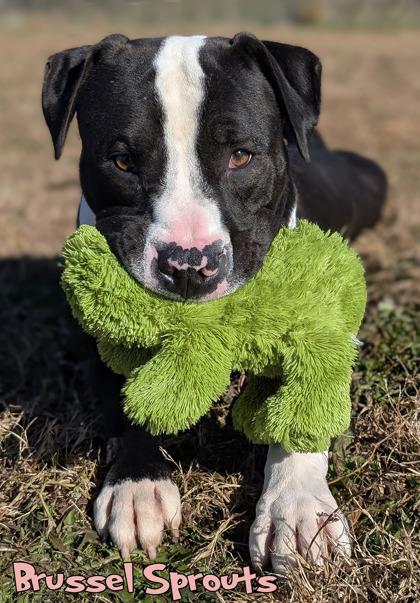 Enlarge Brussel Sprouts (in foster), a Adoptable mixed breed in Mason, MI image 3/3