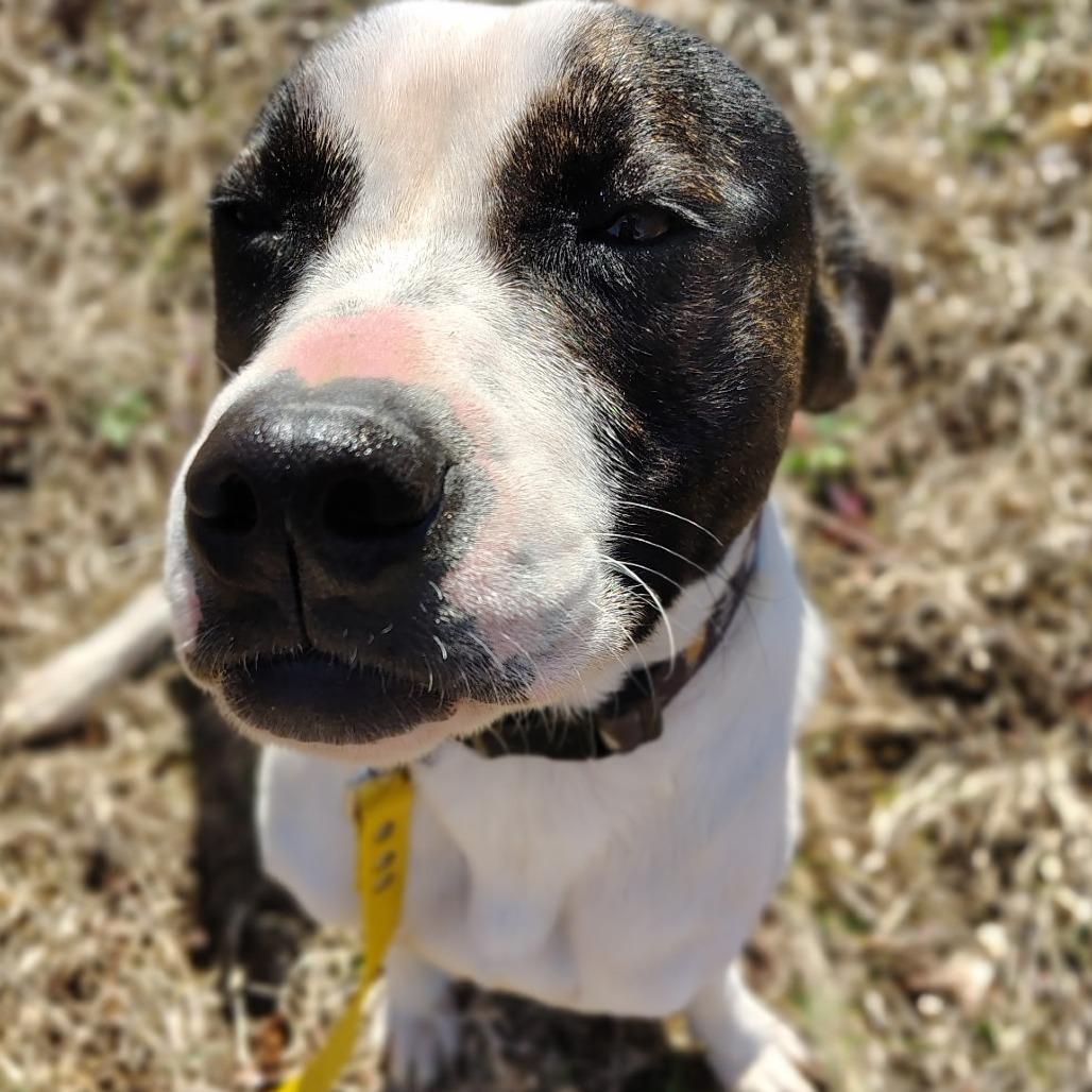 Riley, Adoptable, Young Female Pit Bull Terrier.