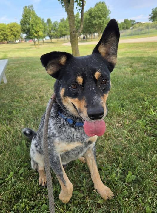 Dallas, an adoptable mixed breed in Lake Odessa, MI image 1/6