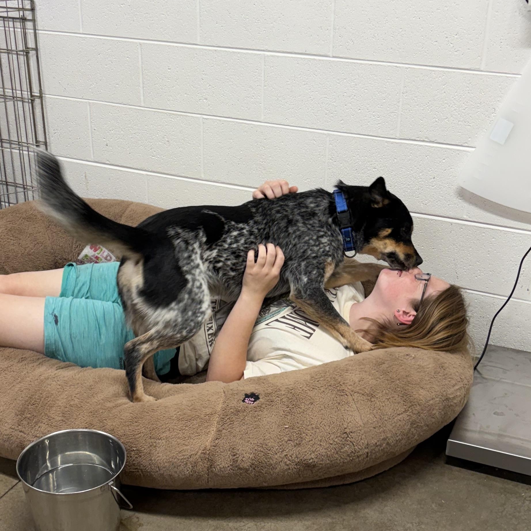 Dallas, an adoptable mixed breed in Lake Odessa, MI image 3/5