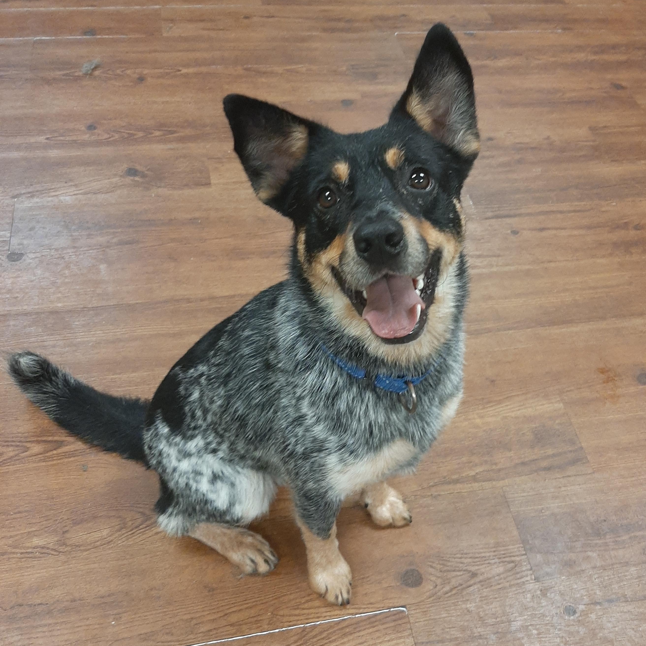 Dallas, an adoptable mixed breed in Lake Odessa, MI image 1/5