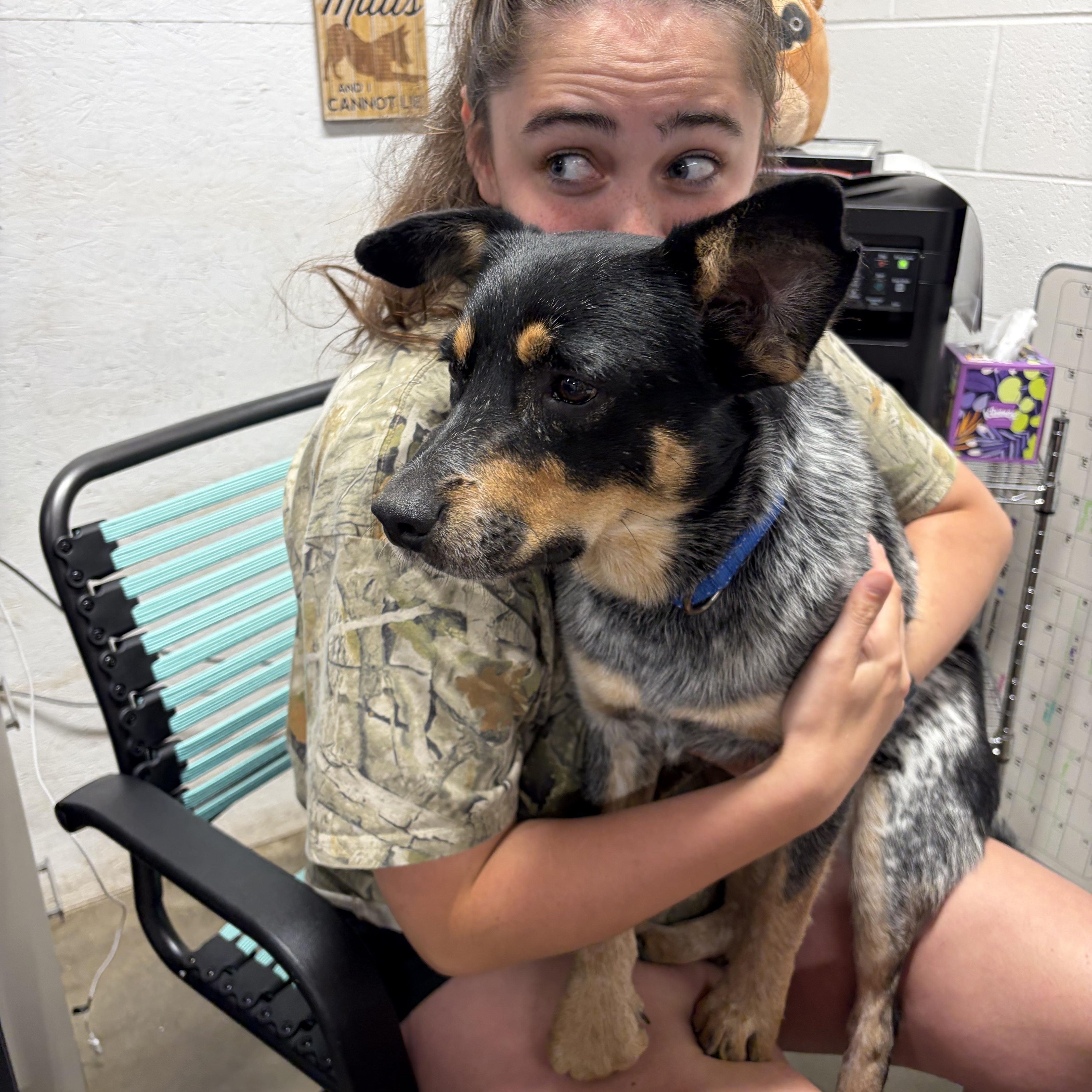 Dallas, an adoptable mixed breed in Lake Odessa, MI image 4/5