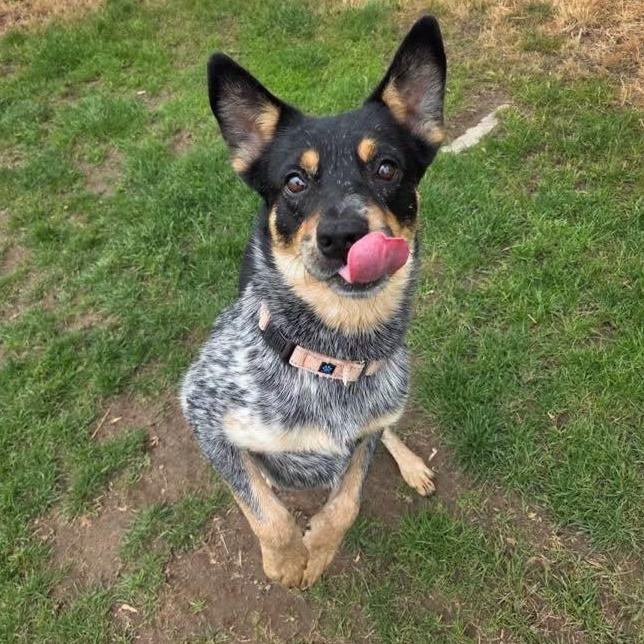 Dallas, an adoptable mixed breed in Lake Odessa, MI image 5/5