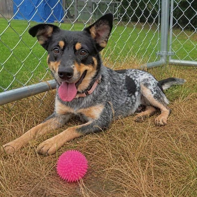 Dallas, an adoptable mixed breed in Lake Odessa, MI image 2/5