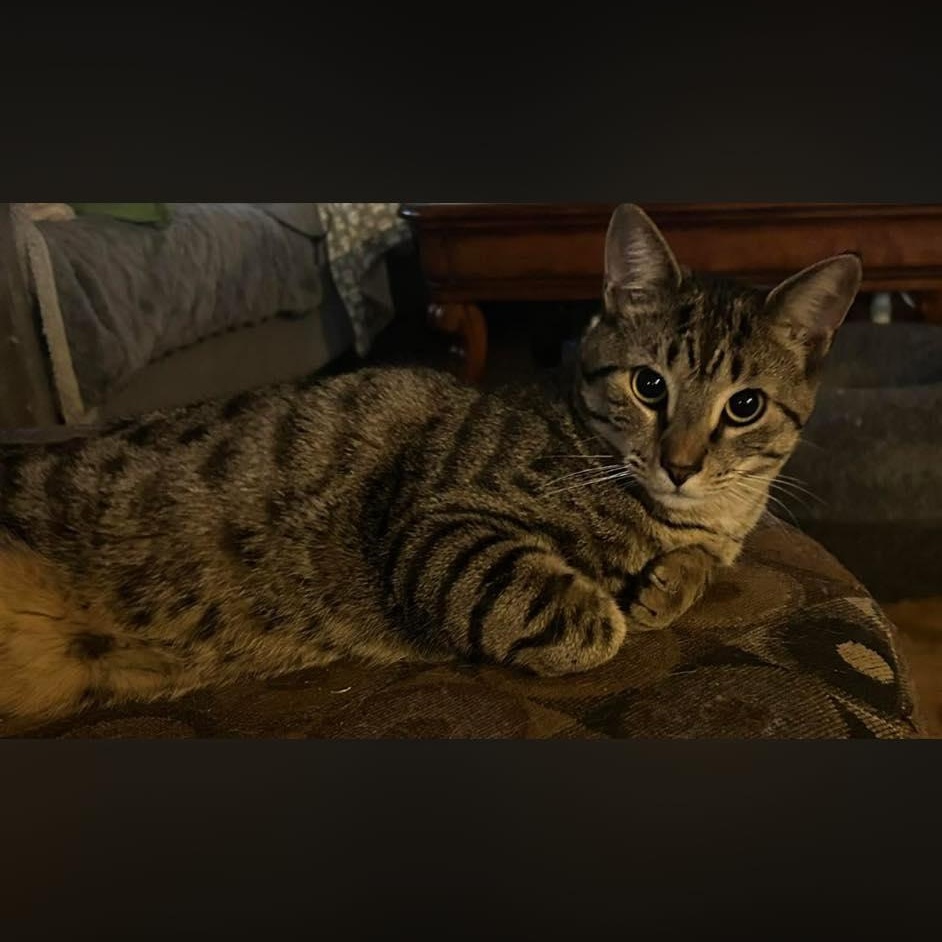 Wilbur, ADOPTABLE, Young Male Domestic Short Hair.