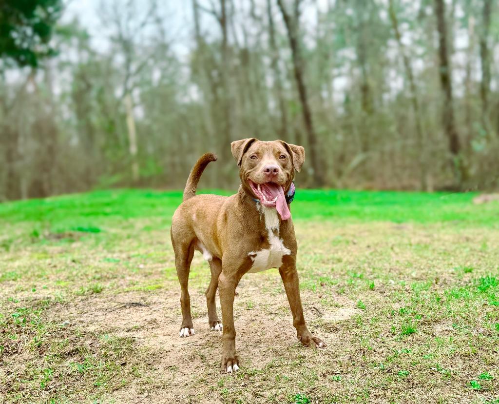 Weebles, Adoptable, Young Male Vizsla & Mixed Breed.