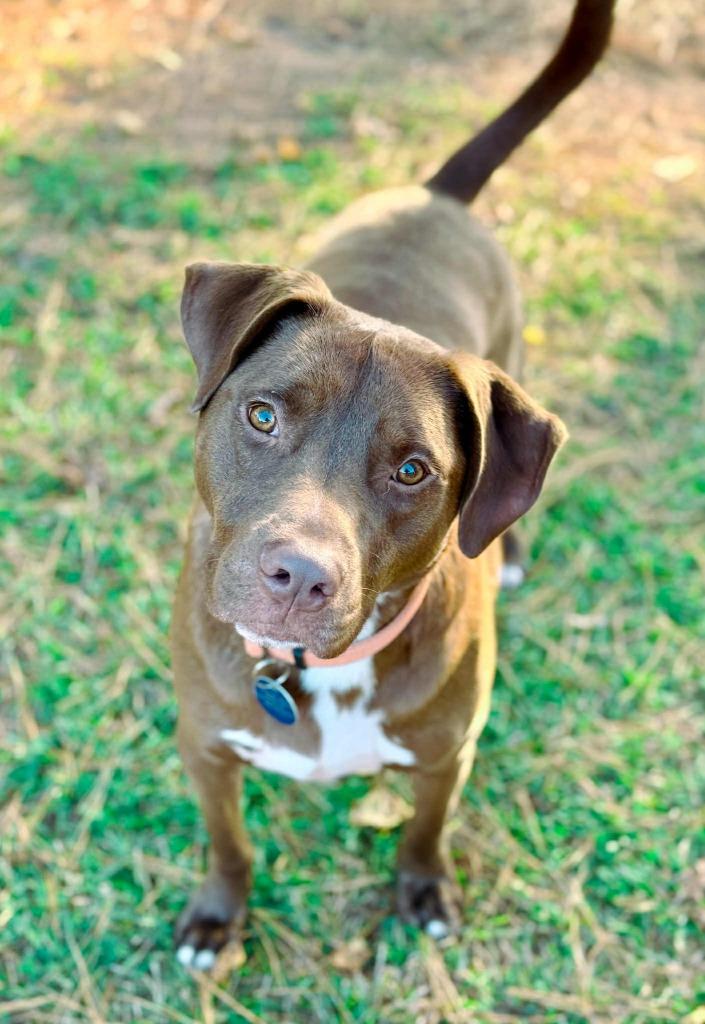 Weebles, a Adoptable mixed breed in Macon, GA image 1/6