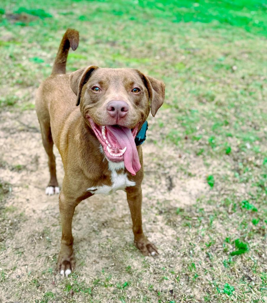 Weebles, a Adoptable mixed breed in Macon, GA image 3/6