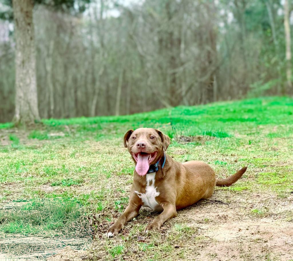 Weebles, a Adoptable mixed breed in Macon, GA image 4/6