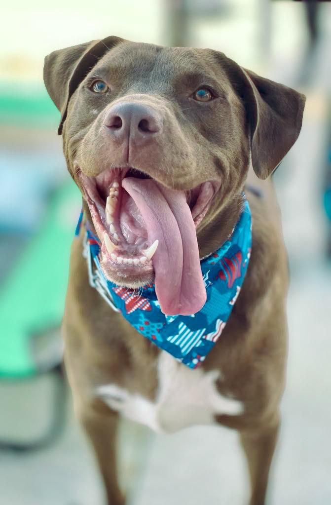 Weebles, a Adoptable mixed breed in Macon, GA image 3/6