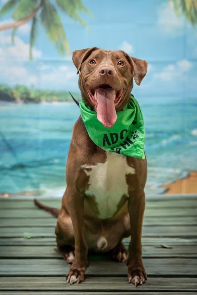 Weebles, a Adoptable mixed breed in Macon, GA image 4/6