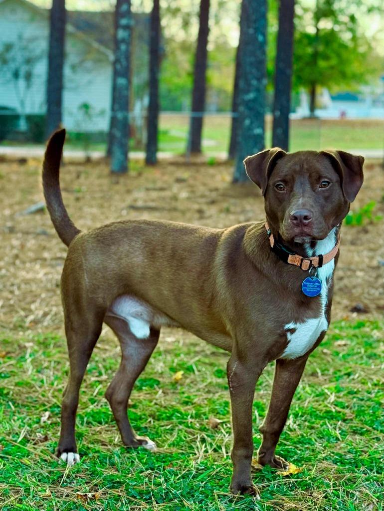 Weebles, a Adoptable mixed breed in Macon, GA image 4/6