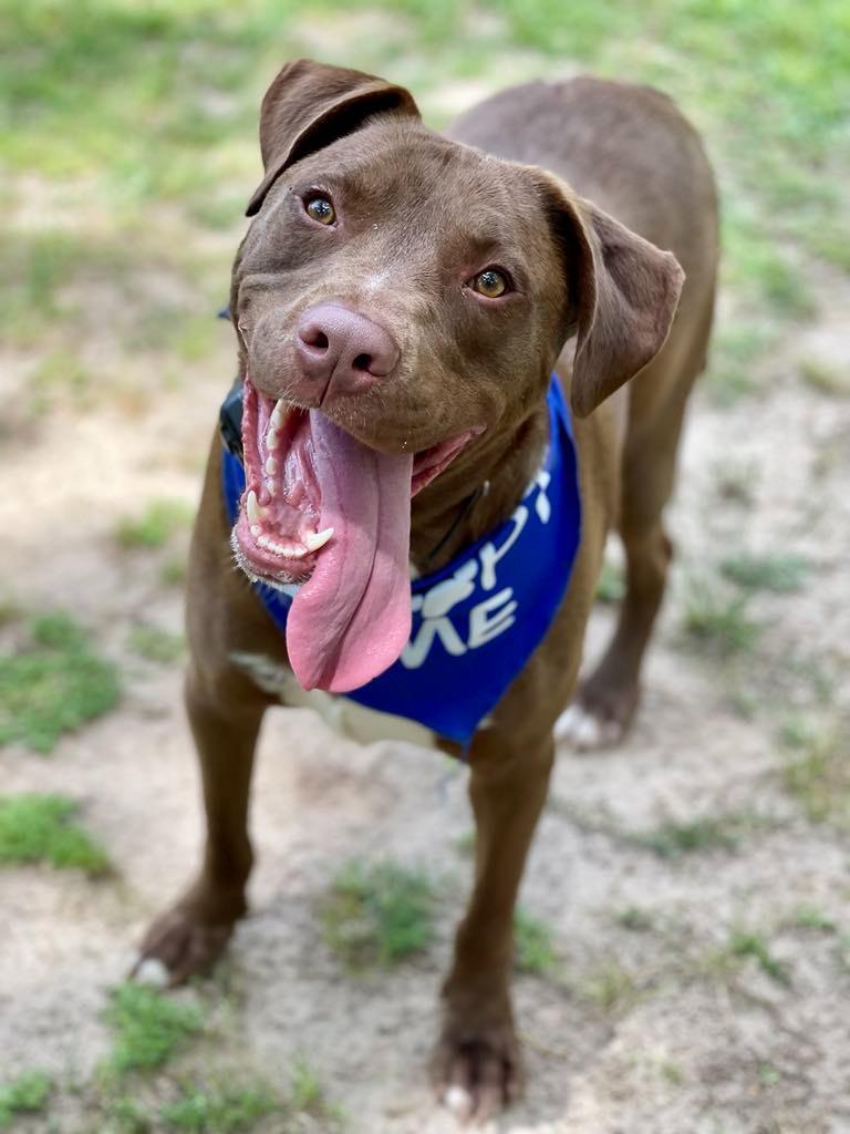 Weebles, a Adoptable mixed breed in Macon, GA image 6/6