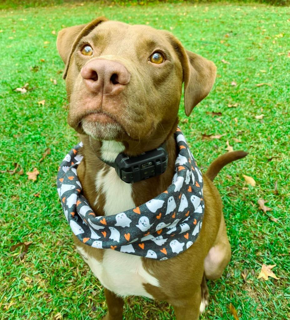 Weebles, a Adoptable mixed breed in Macon, GA image 6/6