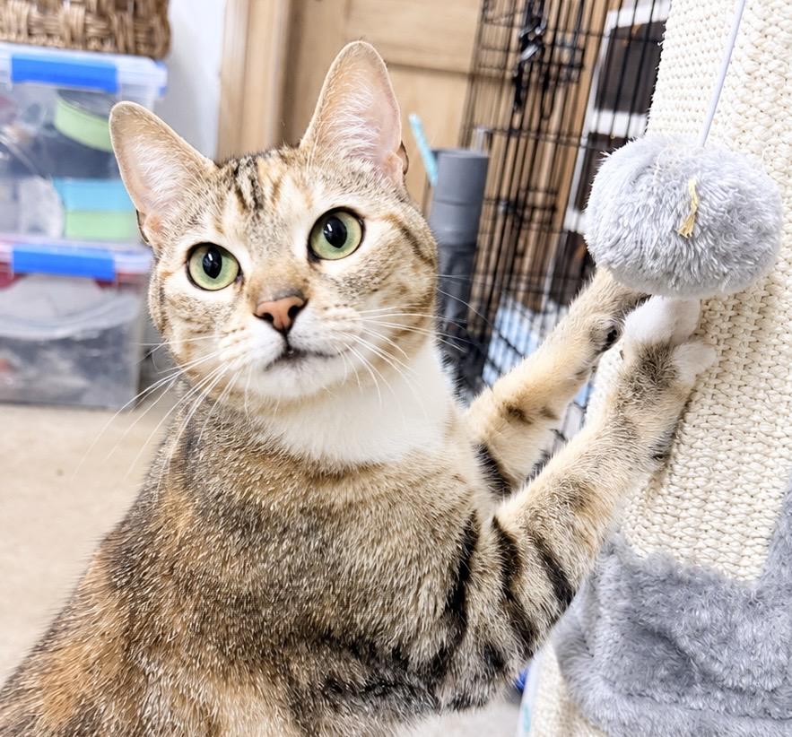 Connie , an adopted American Shorthair in Philadelphia, PA image 1/6