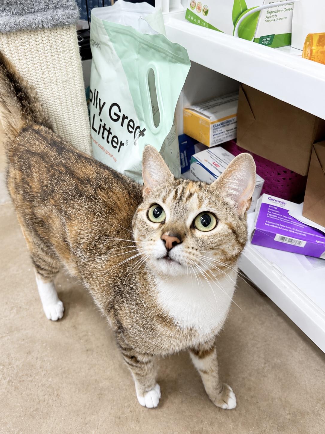 Connie , an adopted American Shorthair in Philadelphia, PA image 6/6