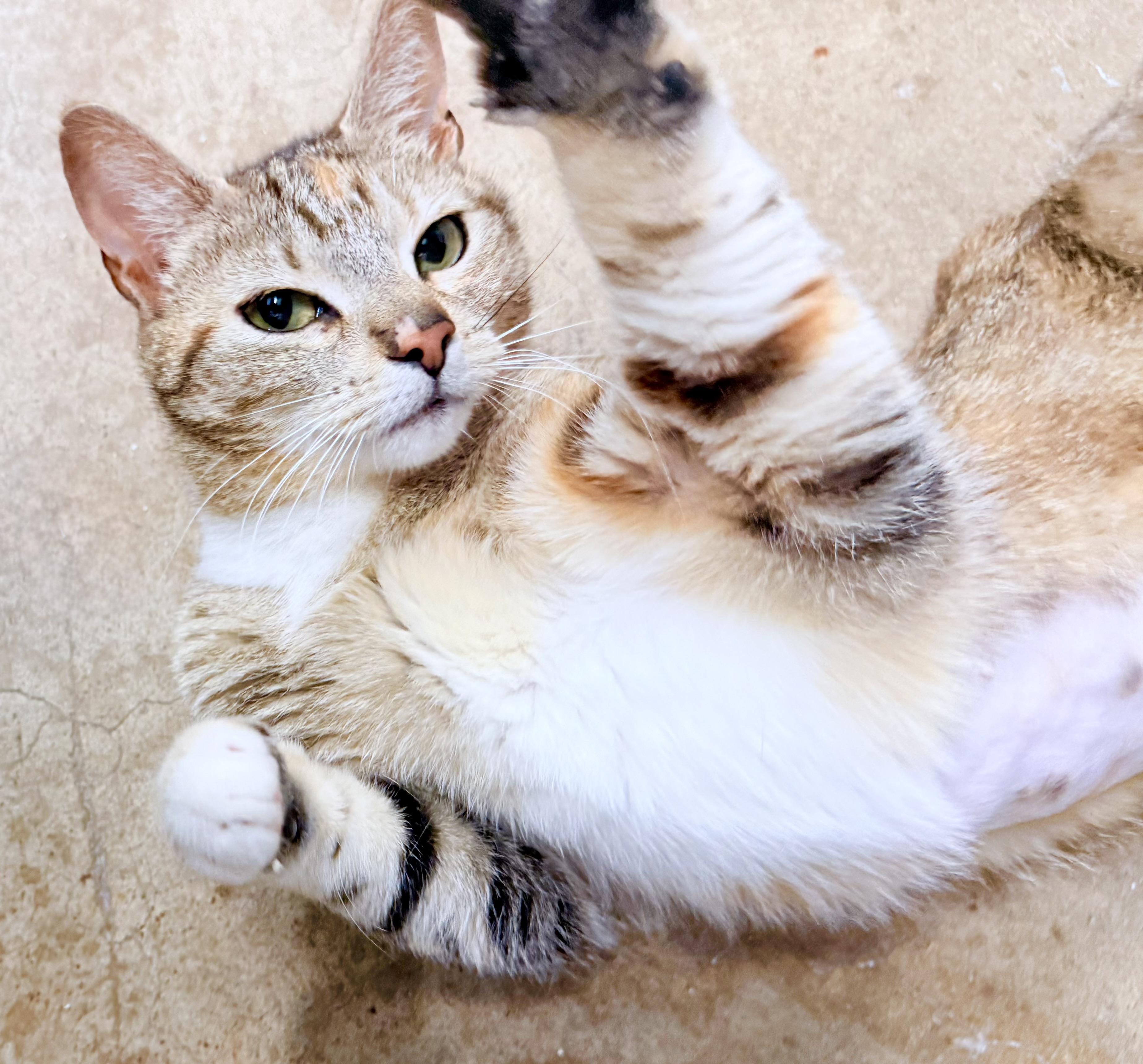 Connie , an adopted American Shorthair in Philadelphia, PA image 5/6