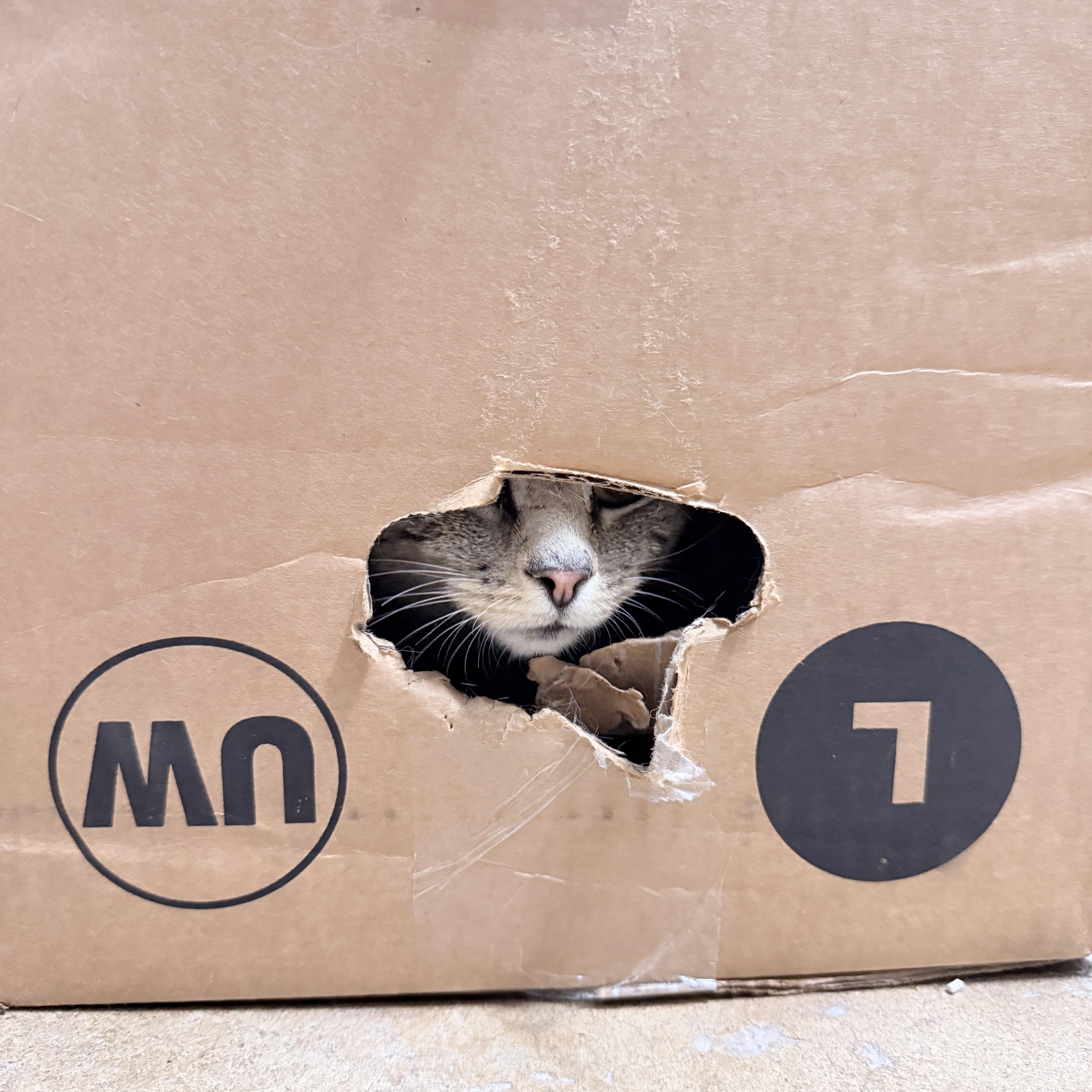 Connie , an adopted American Shorthair in Philadelphia, PA image 3/6