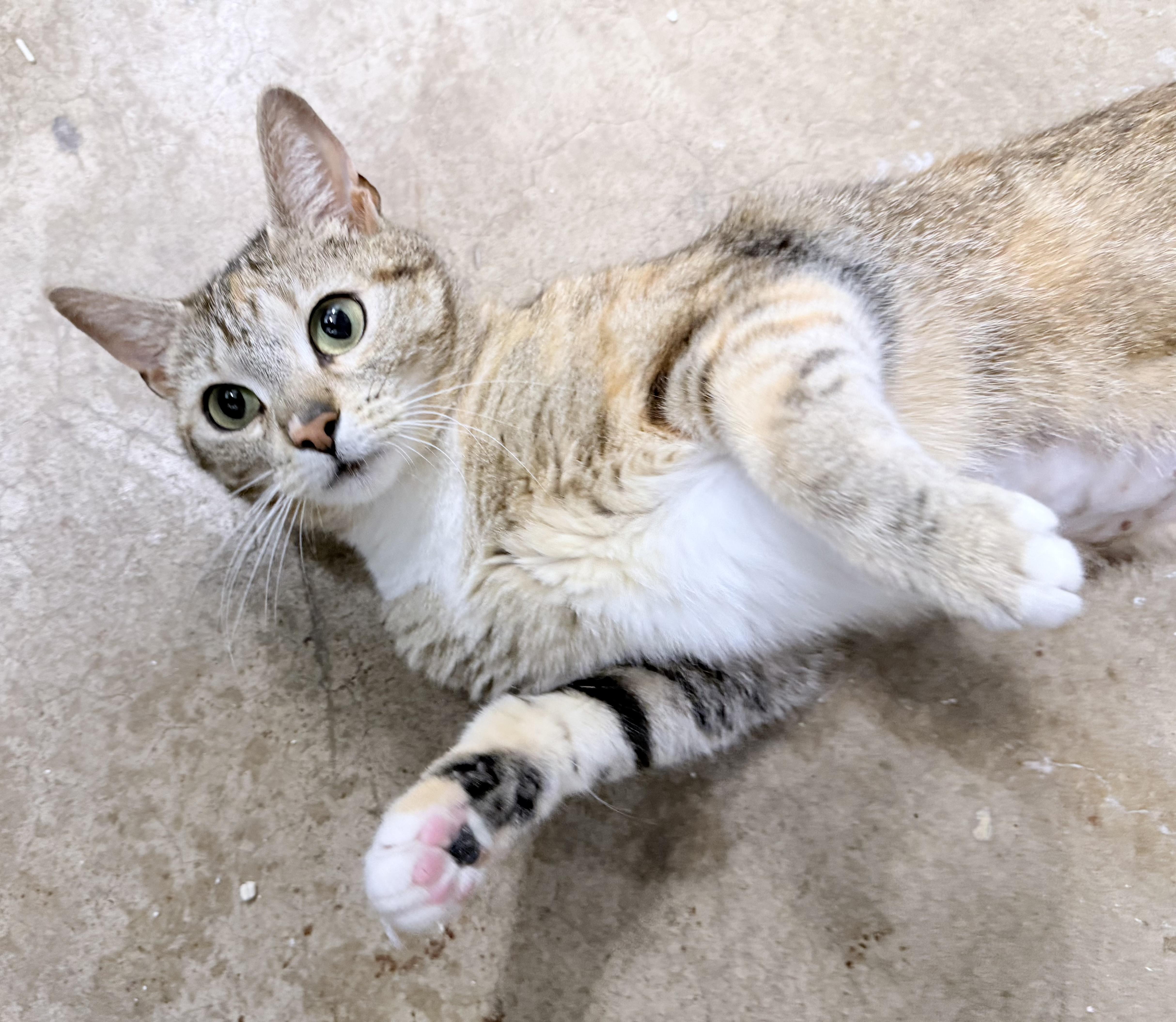 Connie , an adopted American Shorthair in Philadelphia, PA image 2/6