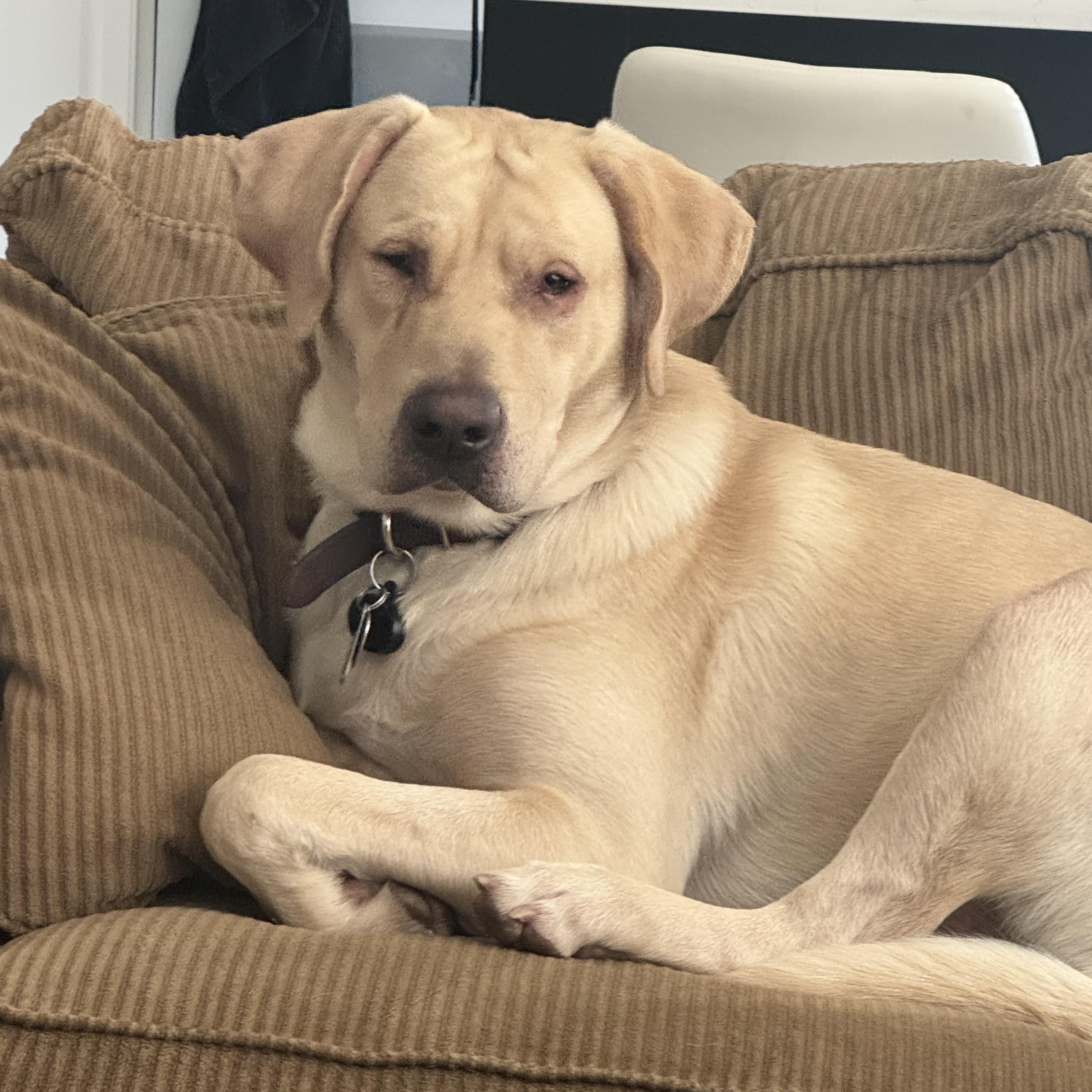 Enlarge Milo, a ADOPTABLE mixed breed in Waxhaw, NC image 1/3