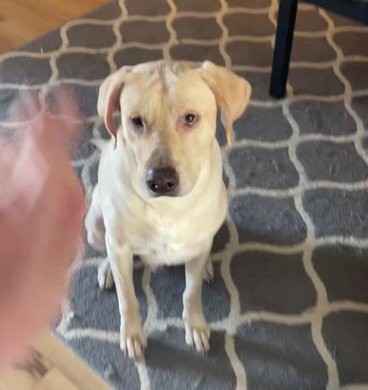 Milo, a ADOPTABLE Yellow Labrador Retriever in Waxhaw, NC image 3/3