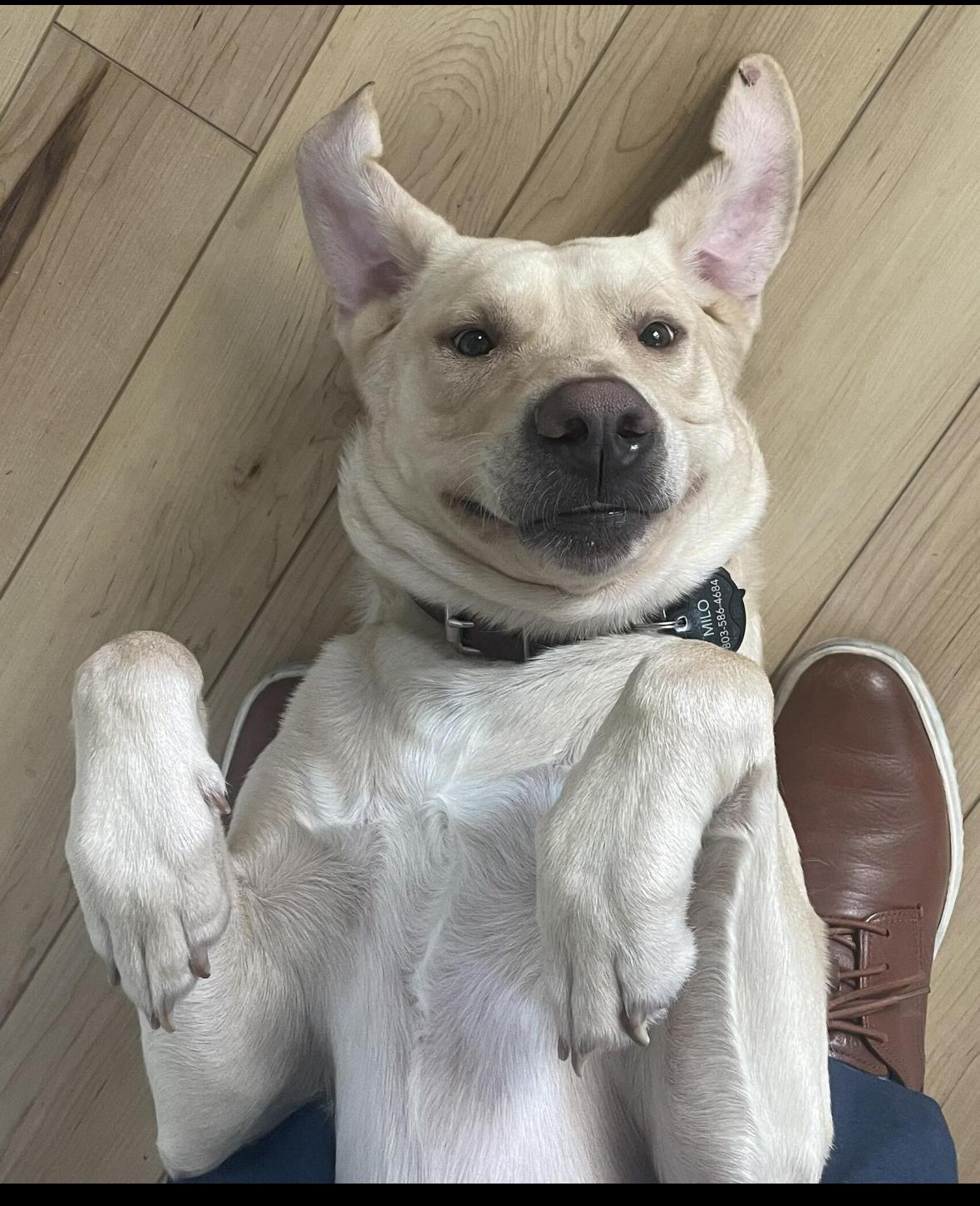 Milo, ADOPTABLE, Young Male Yellow Labrador Retriever.